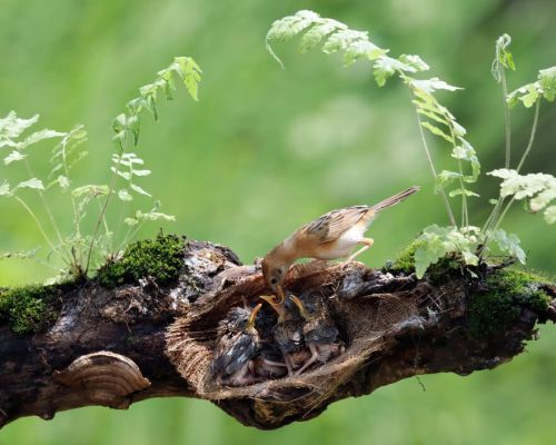 Natural habitat with diverse plants and wildlife symbolizing biodiversity protection.